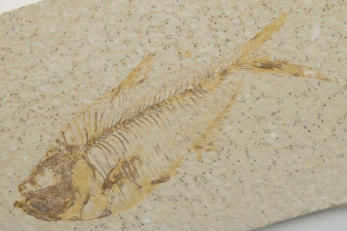 Fossil Fish (Diplomystus) - Green River Formation #217553